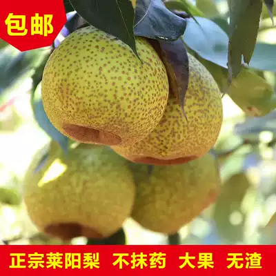 (Chang Fa) 5kg authentic Laiyang pear Shandong specialty Xiangxue duck pear fresh fruit Ci pear