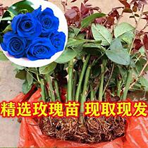 Yunnan Straight Hair Blue Rose Flower Cuttage Small Fry Season Blossom Demonetisation Moon Season Flowers Fry Potted Indoor Mega Flowers
