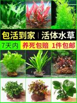 Volcanic Stone Water Grass Living Fish Tank Decoration Freshwater Plant Water Banyan Aquarium Building View Package Easy To Raise Lazy People Real Grass