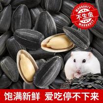 Hamster food melon seeds golden snacks nutritious staple food for hamsters special products for squirrels complete food