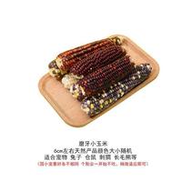 Hamster molars corn cobs golden bears edible snacks mini boredom relief food toys landscaping supplies