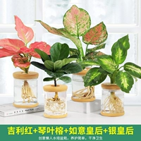 [Красная любовь и зеленый] Geely Red+Qinye Rong+Ruyi Queen+Queen Silver