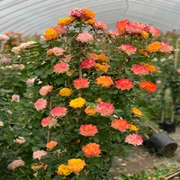 Радужный, 1.5м