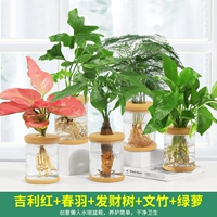 5 горшков [Тип B] Благоприятный красный цвет, Весеннее перо, Денежное дерево, Бамбуковая спаржа, Золотая пуэрария