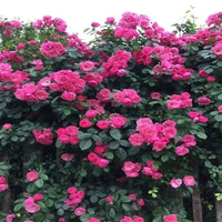 Анжела [1,5 метра]