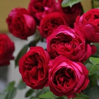 Красный дракон 【1,5 метра】