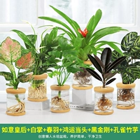 6 горшков [стиль G] Королева Жуйи, Белая пальма, Весеннее перо, Удача, Черный Кинг-Конг, Павлинья аррорут