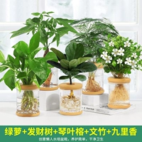 5 горшков [Тип E] золотого кудзу, денежного дерева, инжира, спаржи и тутового благовония.