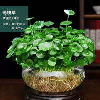 [Выживание с мешком из листьев] Пышная медная денежная трава (прозрачный стеклянный таз) + питательный раствор