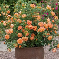 Миссис Шарлотта [1,5 метра]