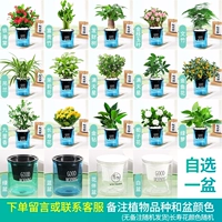 [1 Potchye] Обратите внимание (удобрение)