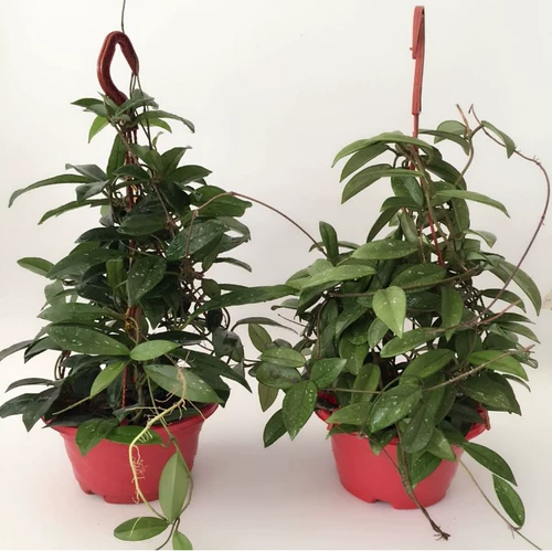 Шаровые саженцы орхидеи очистить новую крыту