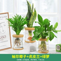 [Специальное предложение для первых пользователей] Карманный кокос + тигровая орхидея + золотой кудзу