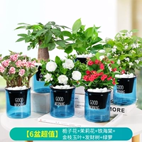 ✅[6 ценных горшков] Гардения + Жасмин + Железная бегония + Золотые ветви и нефритовые листья + Денежное дерево + Потос (бесплатное удобрение) (Синий горшок с добрым утром)