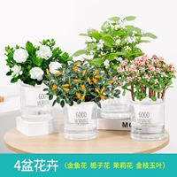 [4 горшка с цветами] золотая рыбка + гардения + жасмин + золотые ветки и нефритовые листья (удобрения включены)