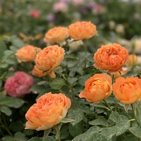 Медовая карамель [1,5 метра]