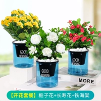 ✅【Цветущий пакет, синий горшок】Гардения + каланхоэ + железная бегония (бесплатное удобрение)