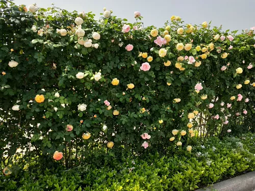 Тенг Бен Роуз рассаду цветов великие цветы, скалолавные саженцы розы в четыре сезона четыре цветочных сада сад растения легко жить