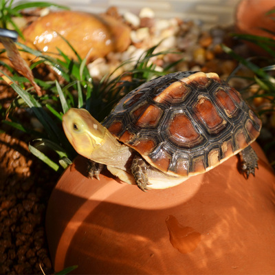 Huang yuan climbed a turtle cylinder from the roof terrace tile ceramic turtle cave house nest to get landscaping roof terrace humidifying aquarium