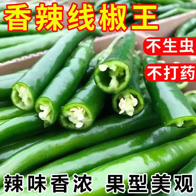 线椒、杭椒、二荆条这些辣椒品种,哪种更适合高产盆栽种植?-食虫植物-淘宝好物网