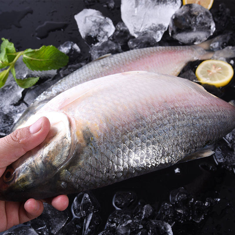 (fresh shorefish) Three fresh frozen fish migratory fish send gifts high-end ingredients Pomfret Yellow Fish with fish wholesale
