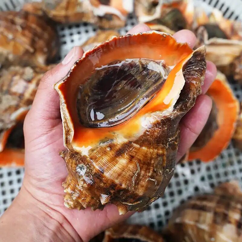 Fresh conch is dug now and found large, medium and small fat fresh conch fresh seafood aquatic products snail shellfish