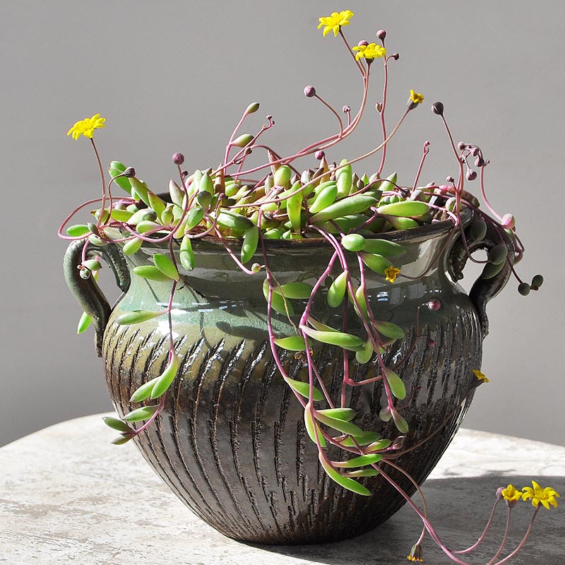 Special ceramic tall, old coarse pottery flowerpot more meat POTS green plant flower arrangement of piles and soil dry vase flesh POTS of the plants