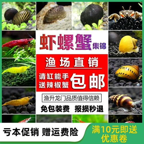 Декоративная живая креветка улитка с пресной водой рисовой вишневой вишневый цвет