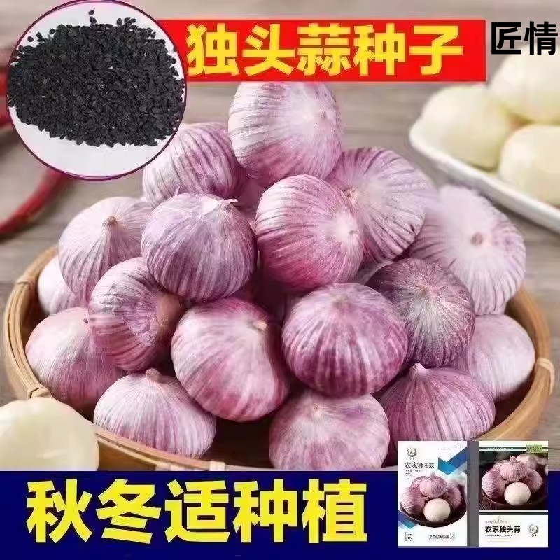 Unique garlic Garlic Purple Peel garlic Garlic Peasant Red Peel Garlic Mountain Garlic this year New Dry Garlic With Box Hair-Taobao