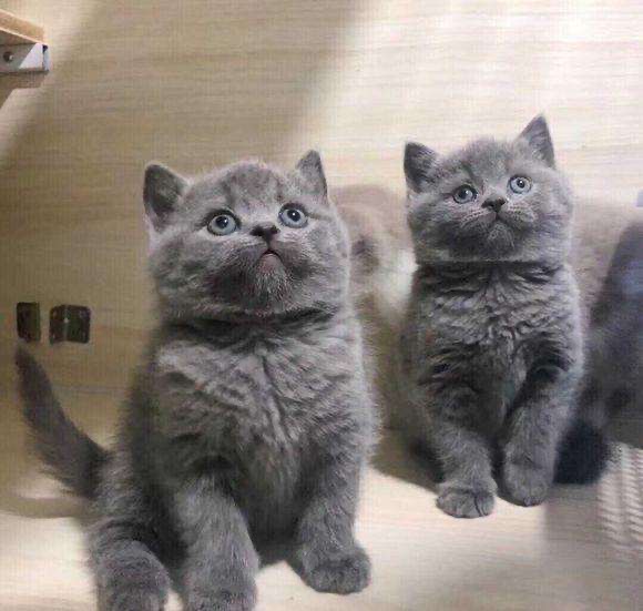 UK short hairy cat blue cat cub English short blue cat milk color English short blue and white cat baby cat pet cat