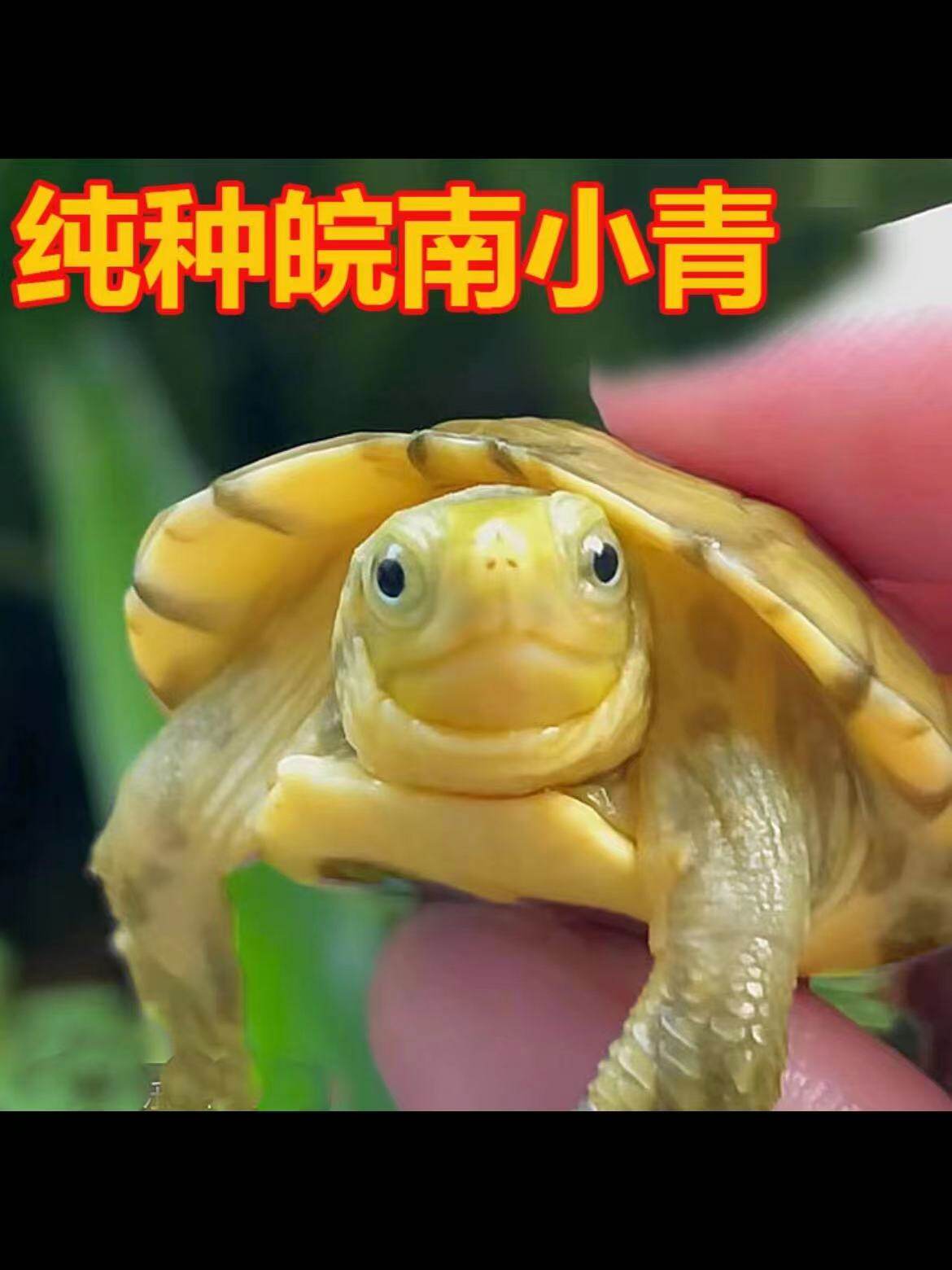 龟场直发！小青黄喉拟水龟苗乌龟活体发色龟招财龟纯正三黄小青，你的幸运小宠来啦！🔮-特种养殖类水族宠物-淘宝好物网