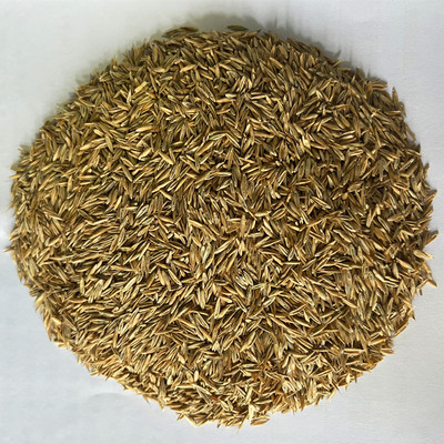 草坪种子500粒送塑料花盆