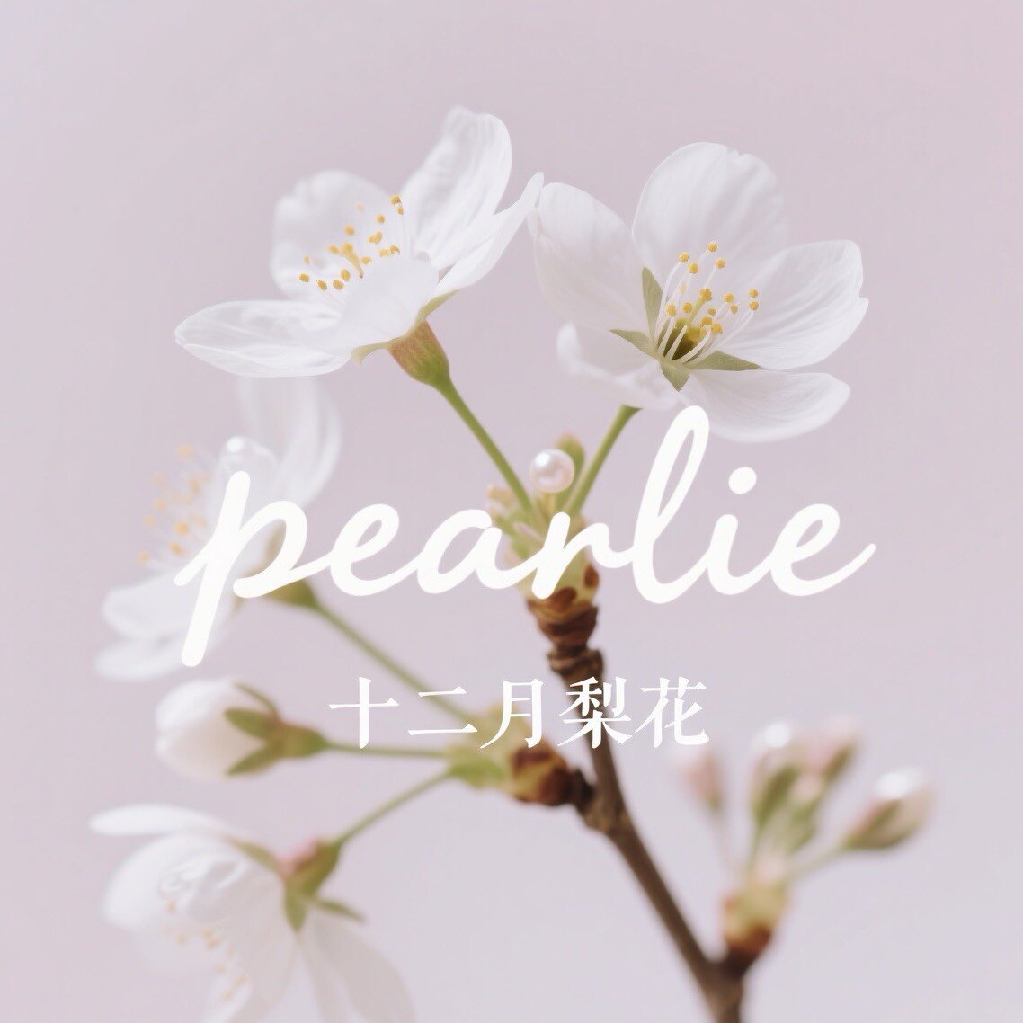 十二月梨花Pearlie