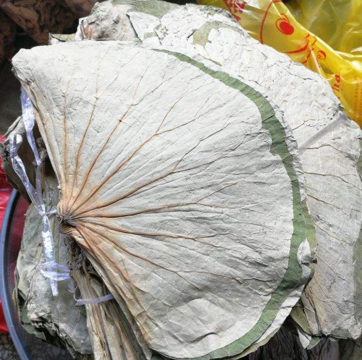 Year of New Cargo Whole Lotus Leaf Micro Mountain Lake Whole Zhang Lotus Leaf Dried Lotus Root Tea Lotus Root Leaves Lotus Leaf Lotus Leaf 500 gr New Stock