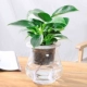 Cây thủy canh Fortune Wenzhu Green Luo Fugui Tre Cây xanh Trồng trong nhà Cây xanh Cây thủy tinh trong nhà Bình thủy tinh Gardenia - Vase / Bồn hoa & Kệ