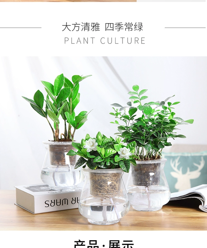 Cây thủy canh Fortune Wenzhu Green Luo Fugui Tre Cây xanh Trồng trong nhà Cây xanh Cây thủy tinh trong nhà Bình thủy tinh Gardenia - Vase / Bồn hoa & Kệ