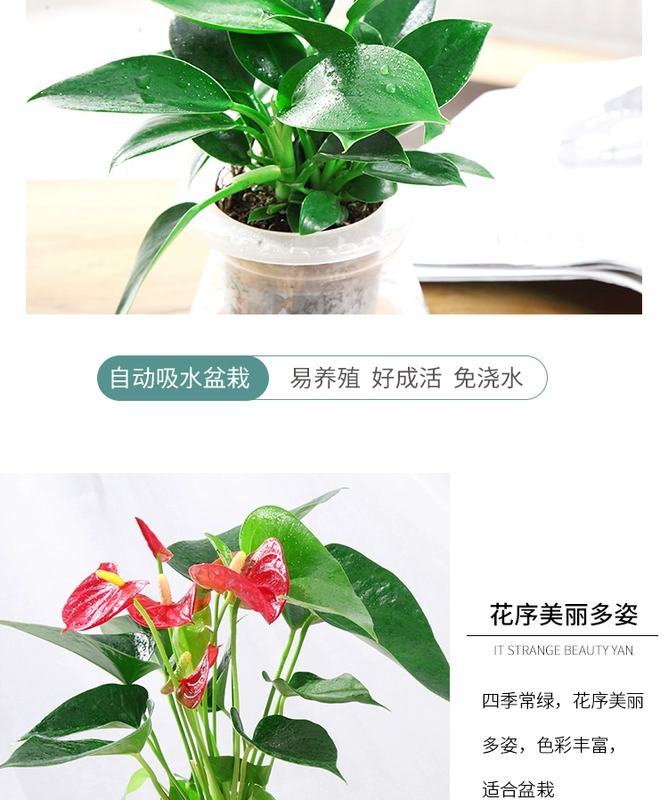 Cây thủy canh Fortune Wenzhu Green Luo Fugui Tre Cây xanh Trồng trong nhà Cây xanh Cây thủy tinh trong nhà Bình thủy tinh Gardenia - Vase / Bồn hoa & Kệ