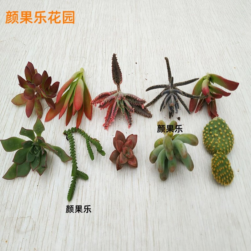 多肉植物新手練手無根砍頭不死鳥落地生根伽藍菜屬大全扦插包郵