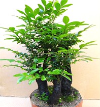 Famous Small Leaves Purple Sandalwood Pelvis View Tree Stumps Living Room Plant Indoor Flowers Green Tree Planting Nursery Flowers All Season Evergreen Styling Potted Plants