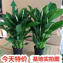 One Sail Smooth Potted White Palm Plant Indoor Red Palm Easy Adoptive Flower Purifying Air Hydroponic View Flower Office