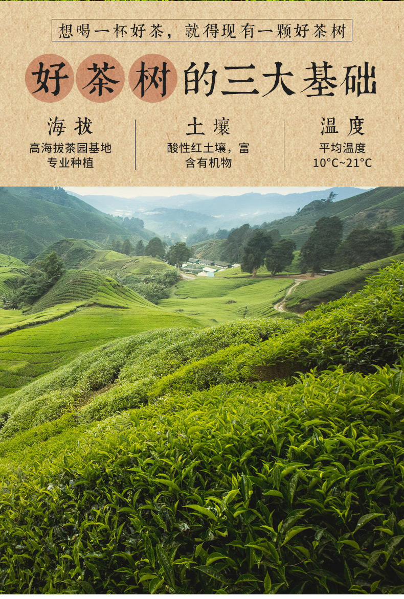 2020新茶 正山小种武夷山红茶 125g 图3