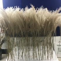 Natural plant dried flower Reed creative Home Cafe wedding soft dress ornaments shooting props literary green flower arrangement