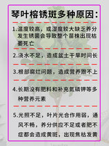 Ficus rusty spot medicine improves soil pH liquid nitrogen fertilizer chlorophyll special for leaf blight and black spot.