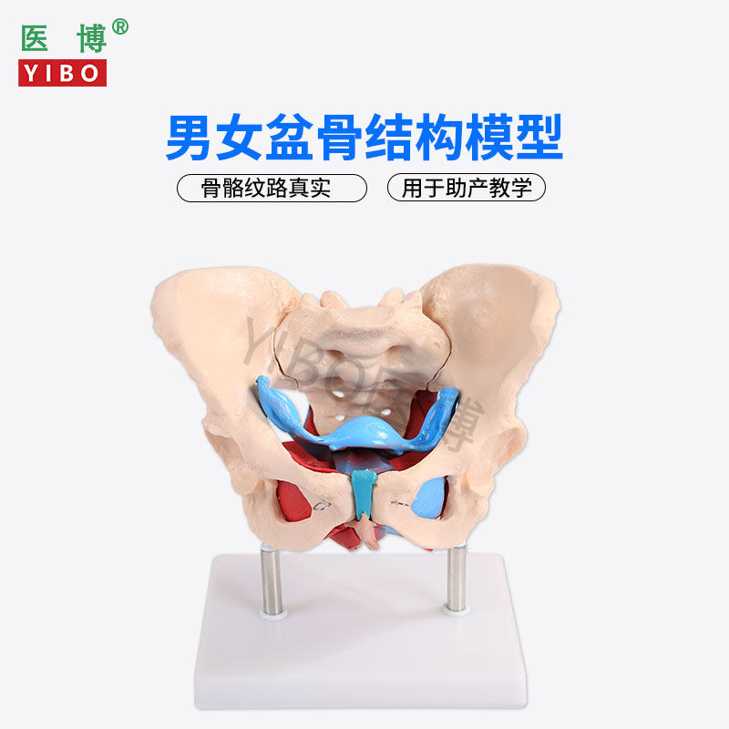 医博BIX-A1035成人骨盆模型 男性女性骨骼教学模型 附盆底肌女性骨盆