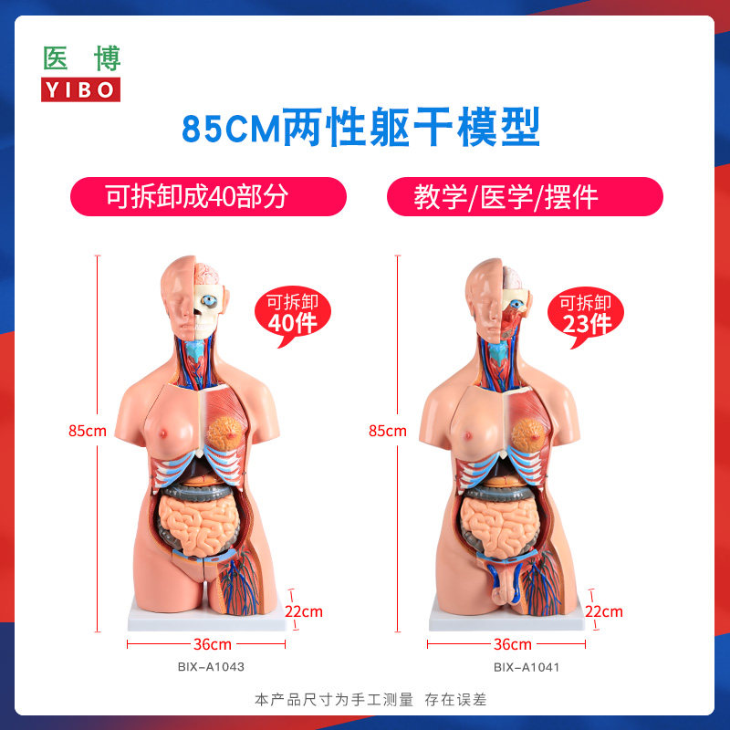 85CM两性躯干解刨模型 可拆卸40件男女性躯干及内脏器官拆卸模型 男性躯干解刨模型 女性躯干解刨模型