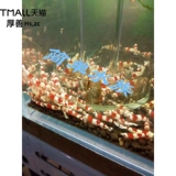 Амазонка водные черные водоросли