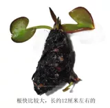 Рыбная аквариума для утки вода, живая растительная вода плавающая вода, украшена декоративной, за исключением качества воды для очистки NO3 Более 15 юаней