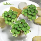 Рыбная аквариума для утки вода, живая растительная вода плавающая вода, украшена декоративной, за исключением качества воды для очистки NO3 Более 15 юаней