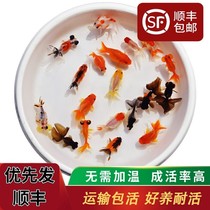 Goldfish live koi ornamental fish cold water fish do not change water small goldfish freshwater fish good lanshou small fry