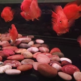 Натуральный дождь цветок камень галька танк озеленение грубые белый камень